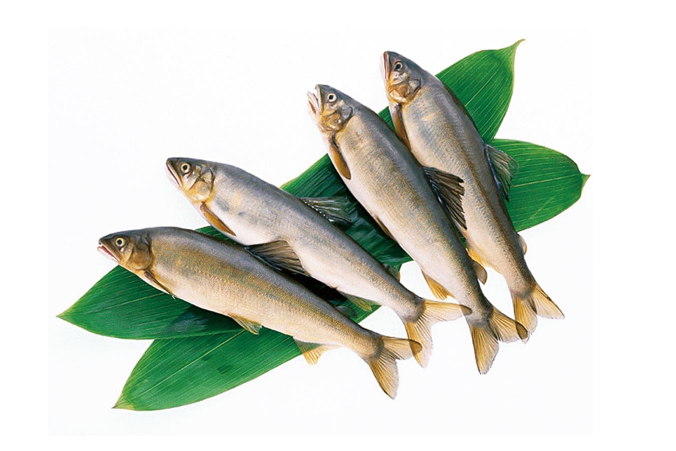 小鮎のアヒージョ 魚万商店